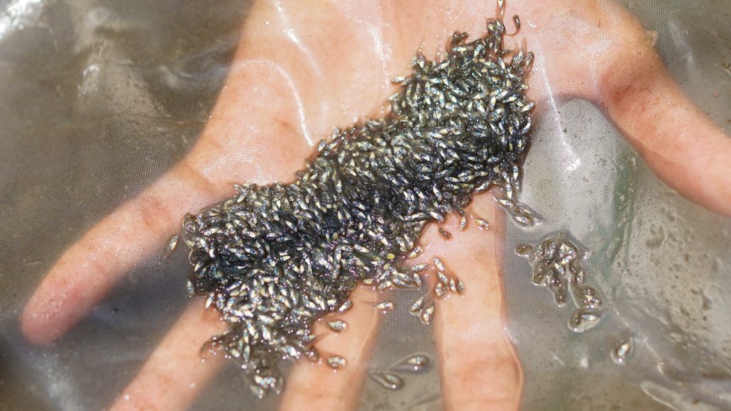 Aquaculture in South East Asia - Tilapia fry