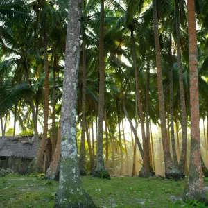 coconut farm asia